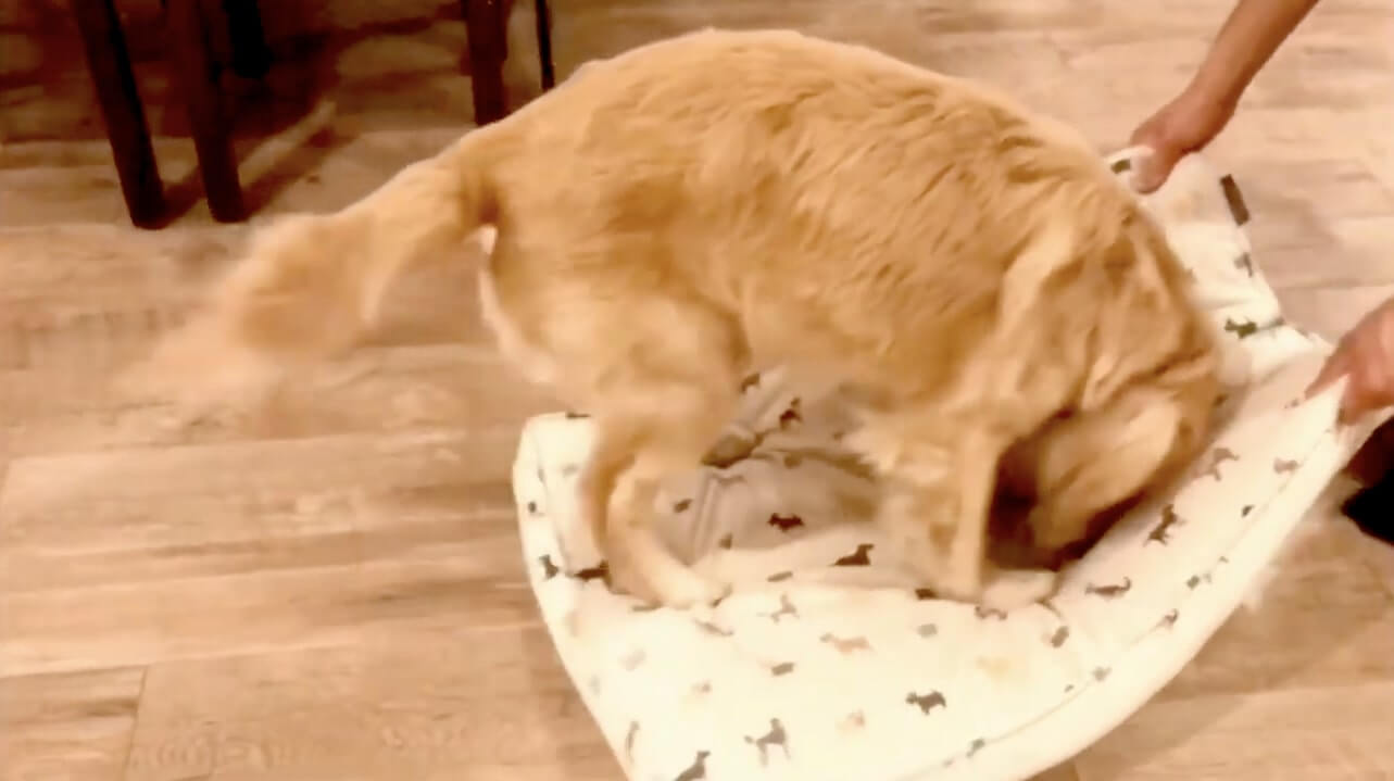 ゴールデンレトリーバー,動画