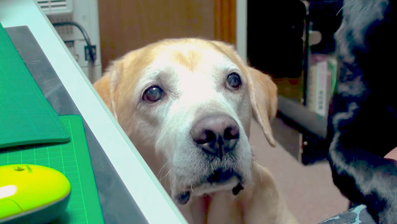 ラブラドールレトリーバー,動画