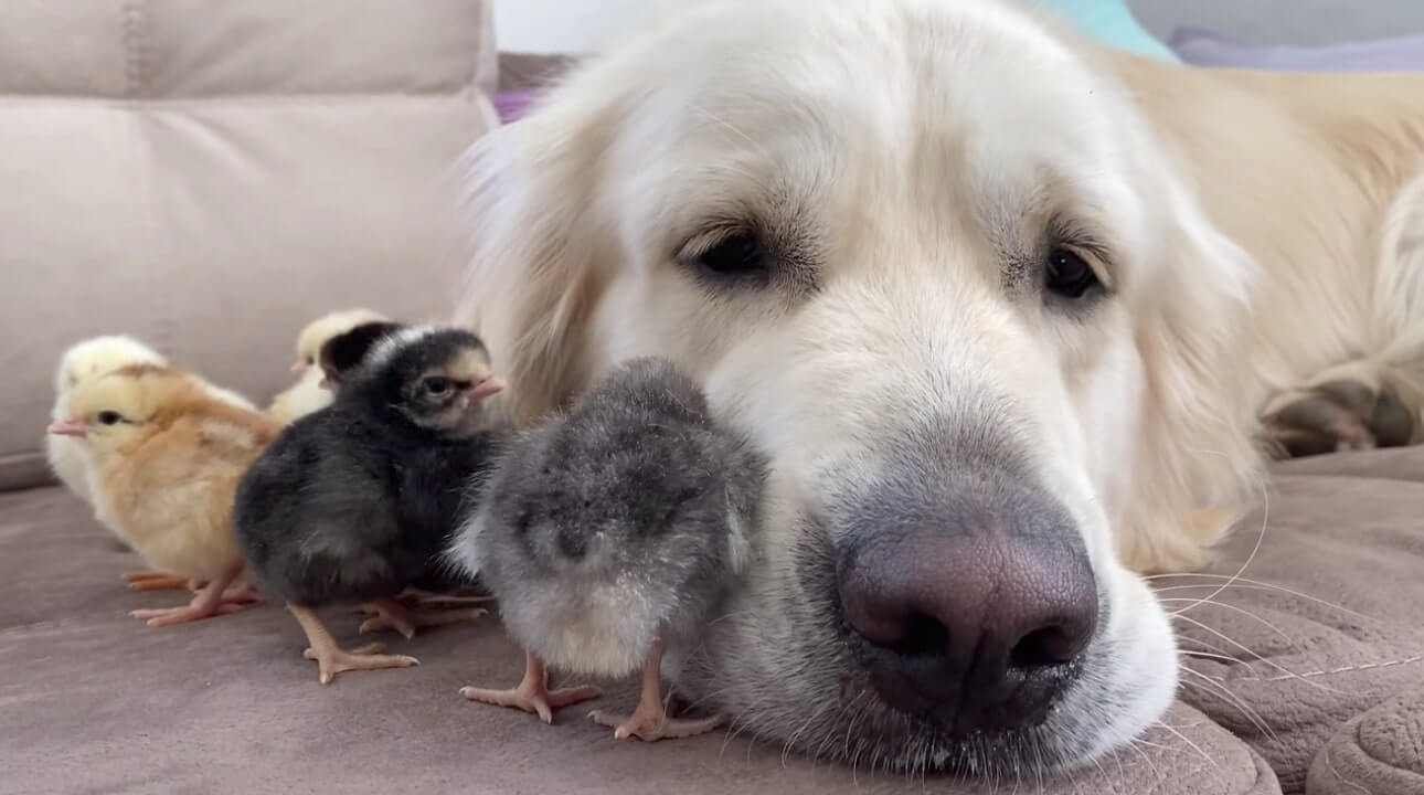 ゴールデンレトリーバー,動画