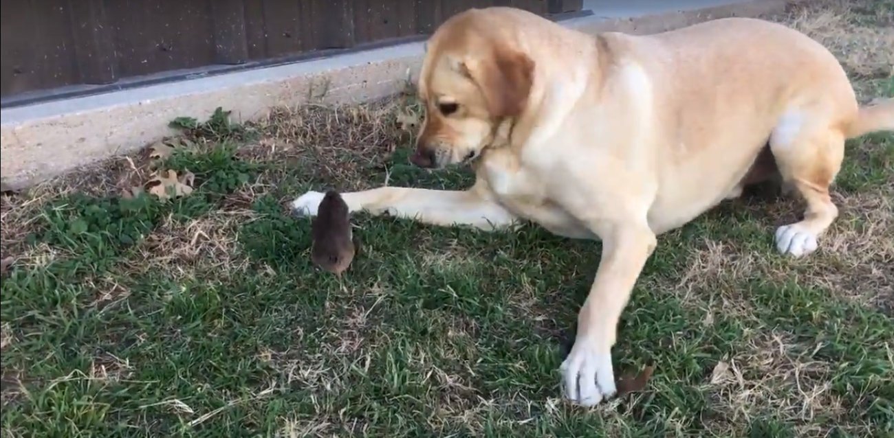 ラブラドールレトリーバー,動画