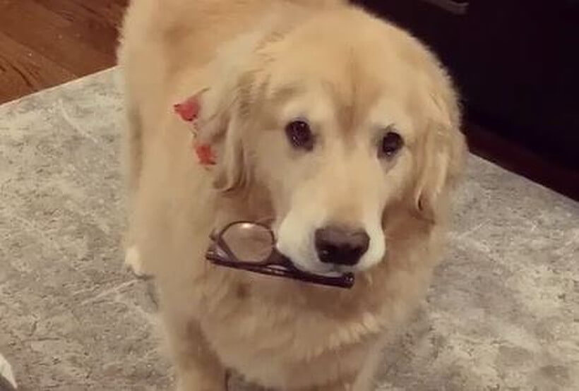 ゴールデンレトリーバー,動画