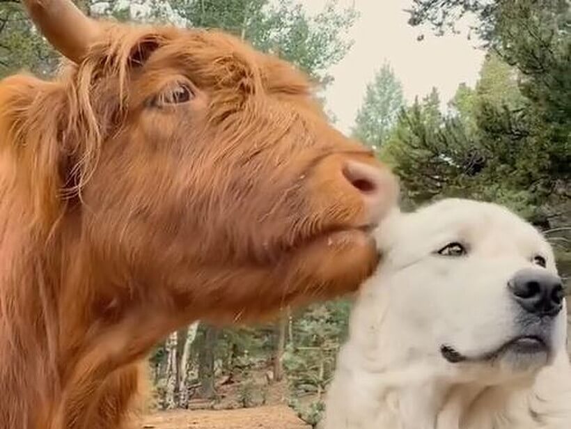 ゴールデンレトリーバー,動画