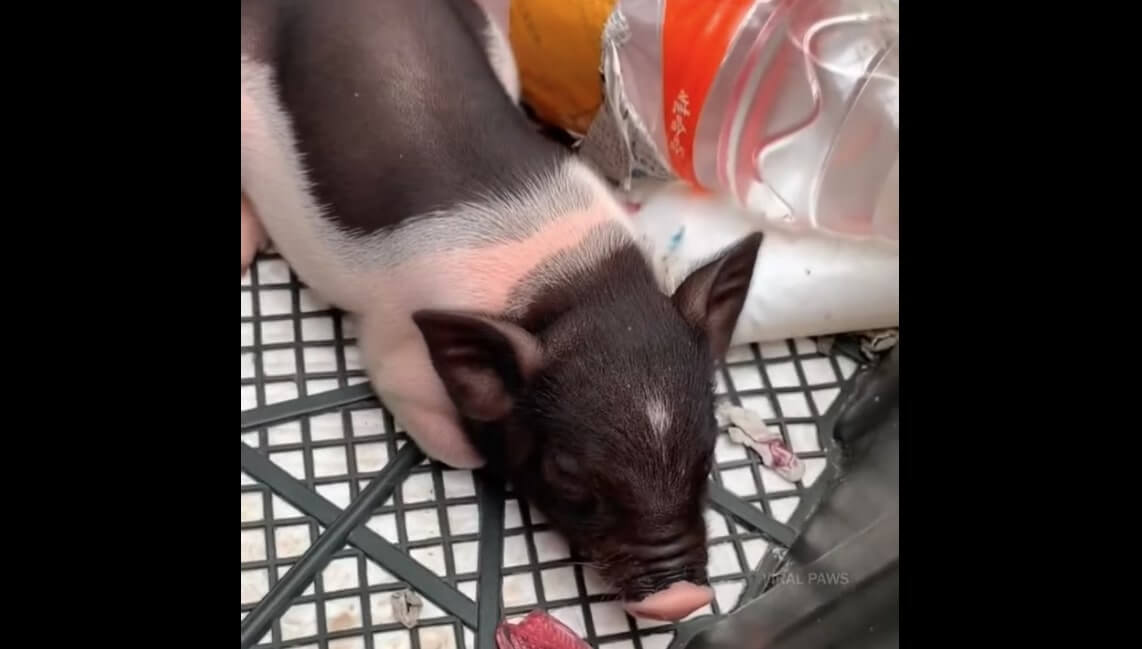 ラブラドールレトリーバー,動画