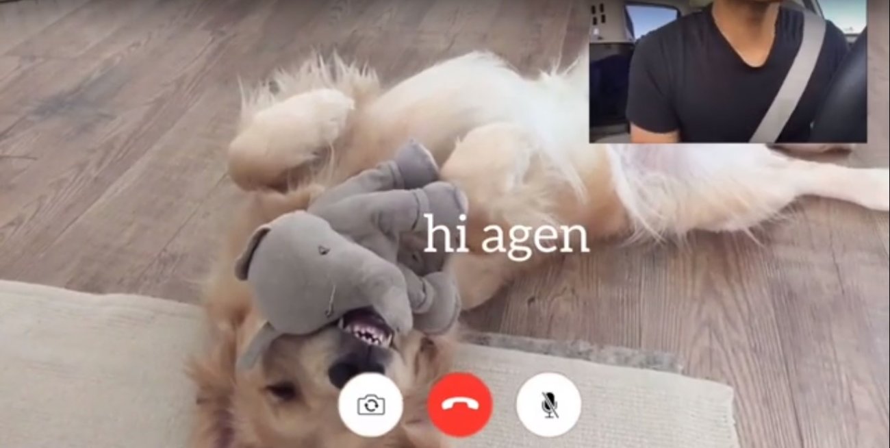 ゴールデンレトリーバー,動画