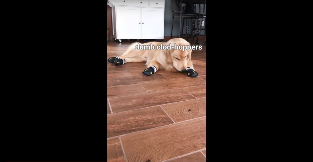 ゴールデンレトリーバー,動画