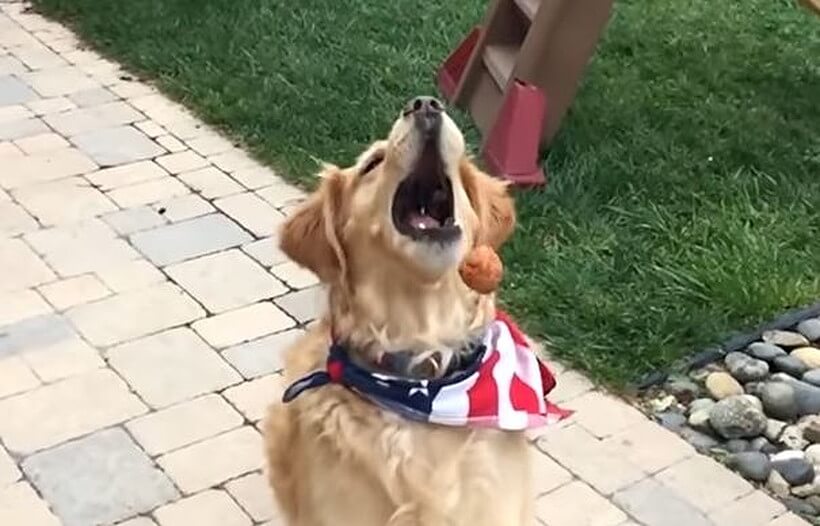 ゴールデンレトリーバー,動画