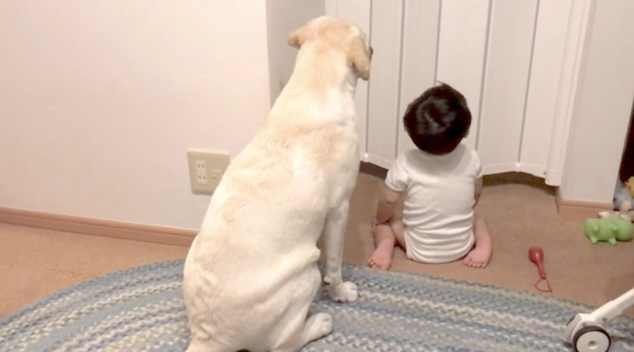 ラブラドールレトリーバー,動画