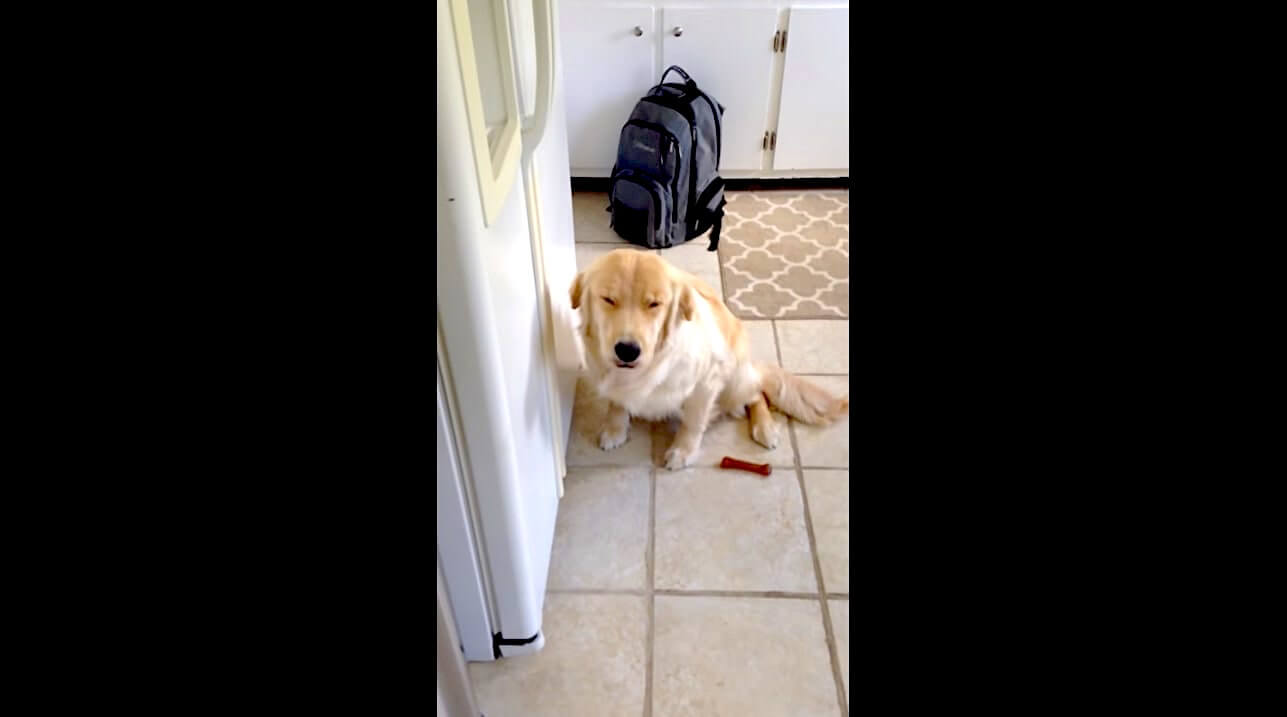 ゴールデンレトリーバー,動画