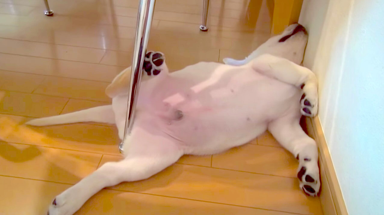 ラブラドールレトリーバー,動画