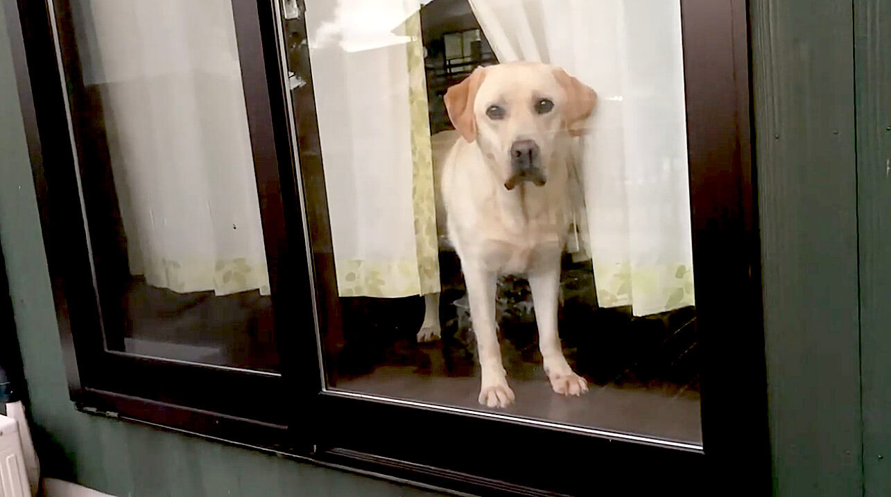 ラブラドールレトリーバー,動画