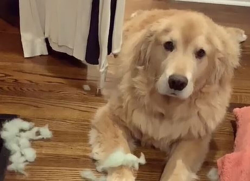 ゴールデンレトリーバー,動画