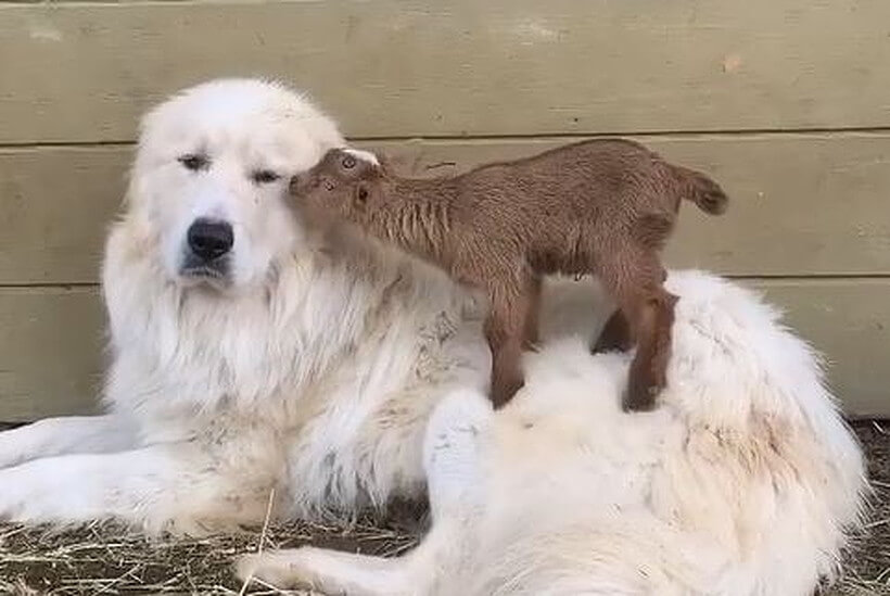 ゴールデンレトリーバー,動画