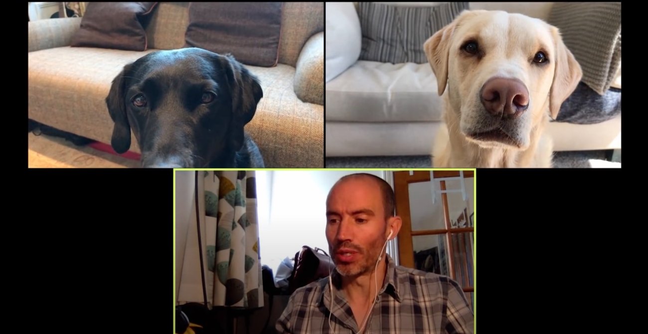 ラブラドールレトリーバー,動画