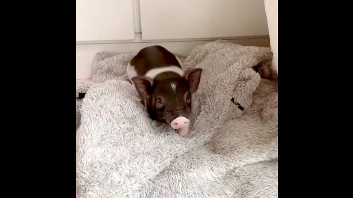 ラブラドールレトリーバー,動画