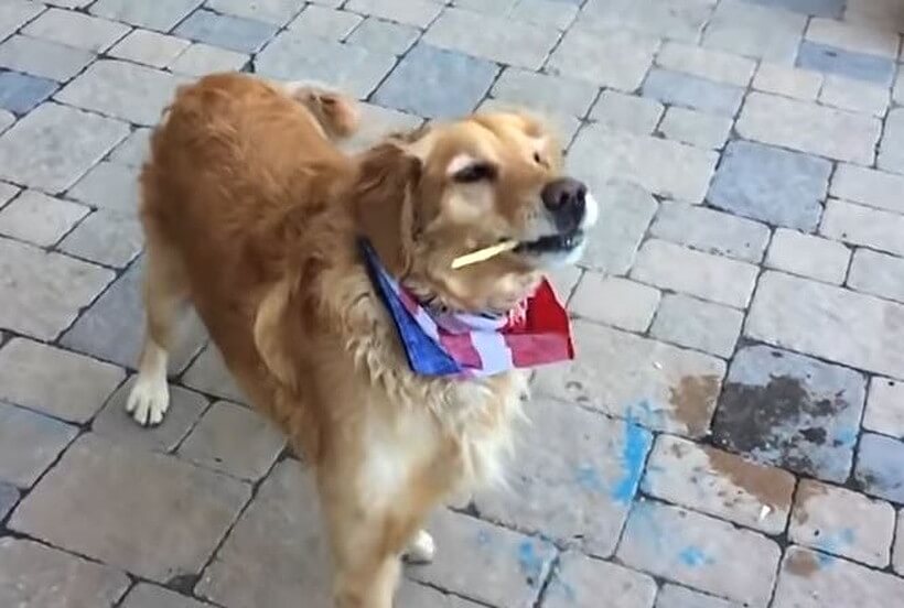 ゴールデンレトリーバー,動画