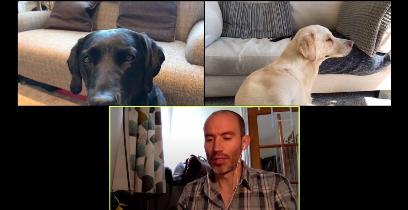 ラブラドールレトリーバー,動画