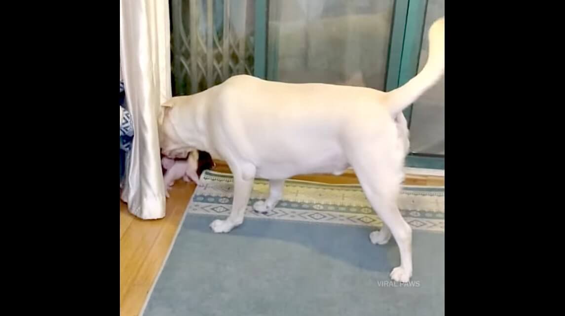 ラブラドールレトリーバー,動画