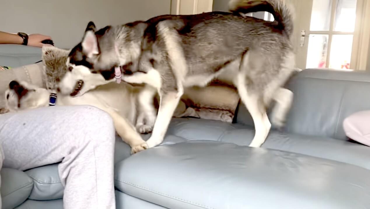 ラブラドールレトリーバー,動画