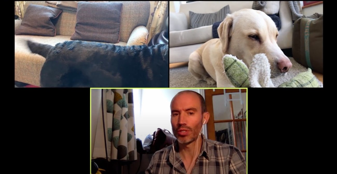 ラブラドールレトリーバー,動画