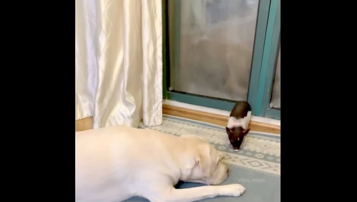 ラブラドールレトリーバー,動画