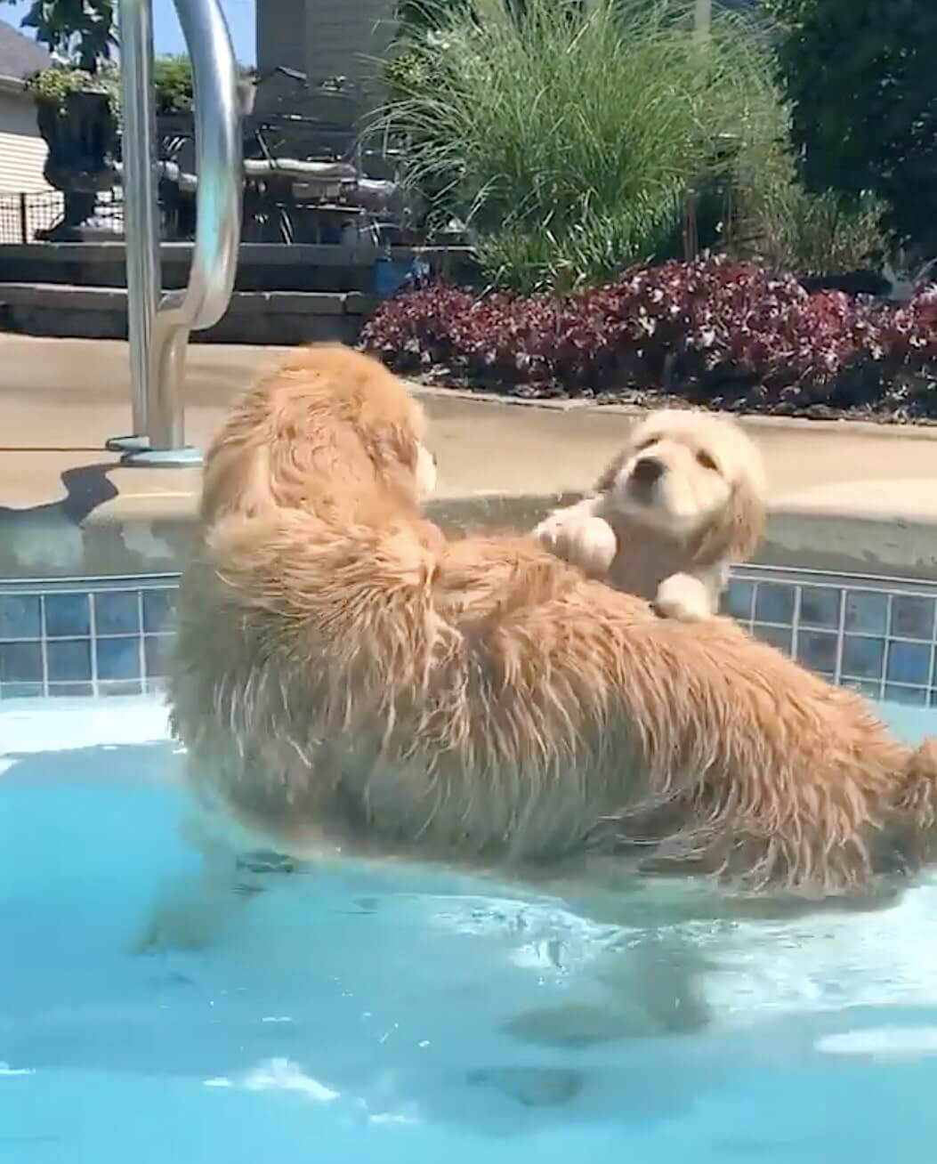 ゴールデンレトリーバー,動画