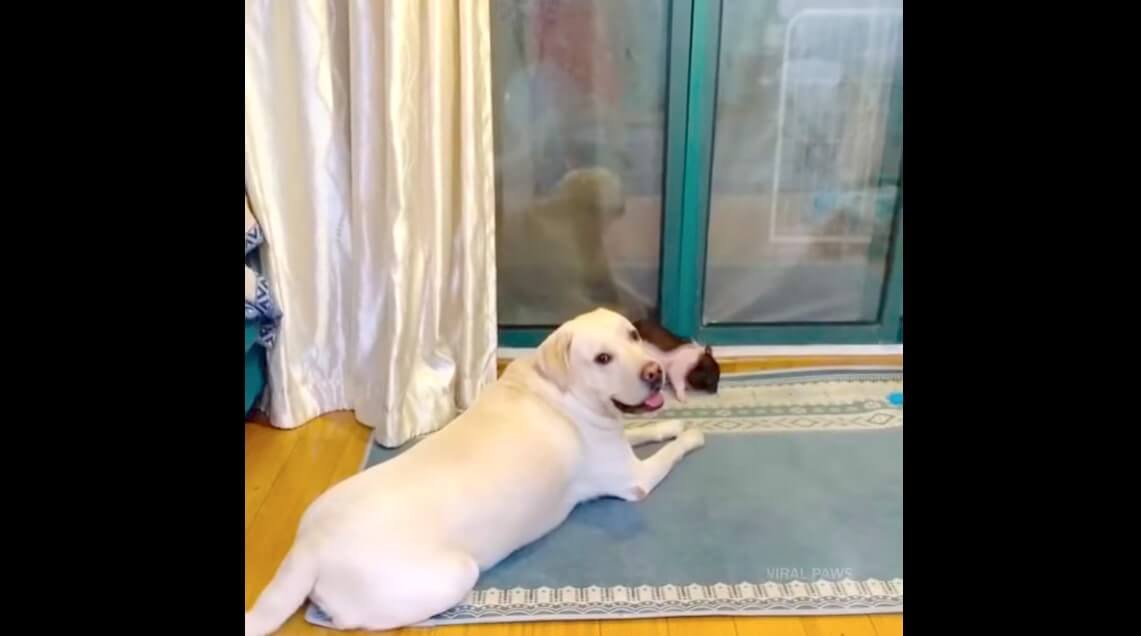 ラブラドールレトリーバー,動画