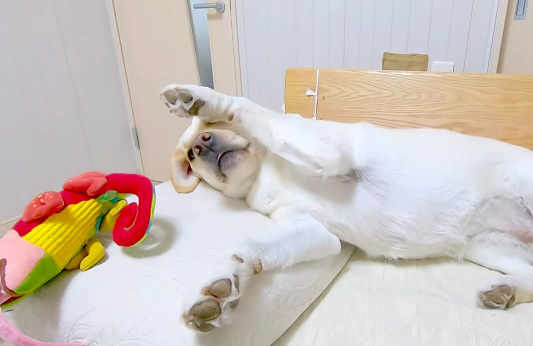 ラブラドールレトリーバー,動画