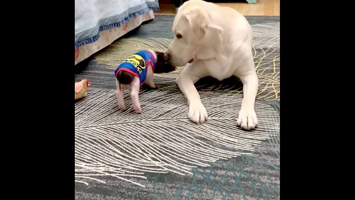 ラブラドールレトリーバー,動画