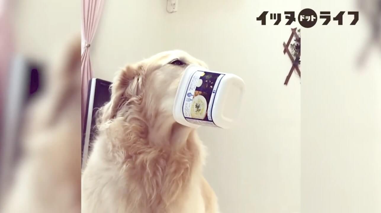 ゴールデン,動画,イッヌドットライフ