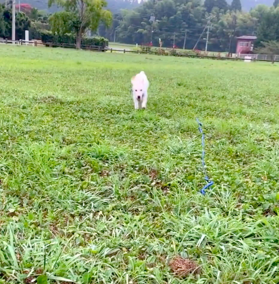 ラブラドールレトリーバー,動画