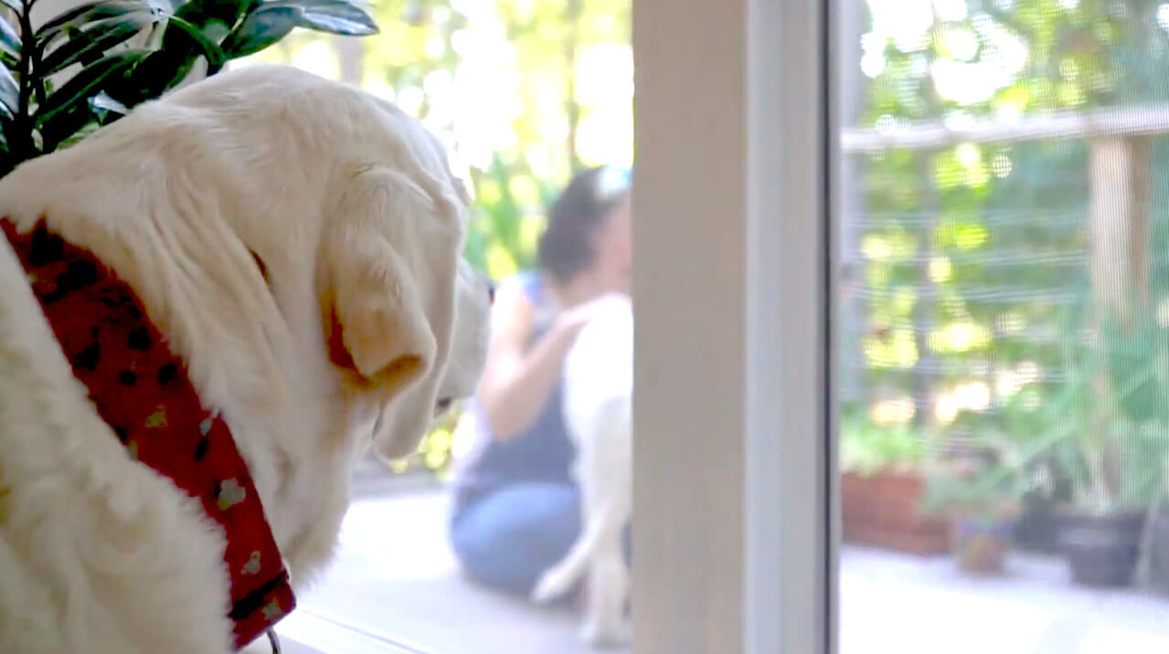 ラブラドールレトリーバー,動画