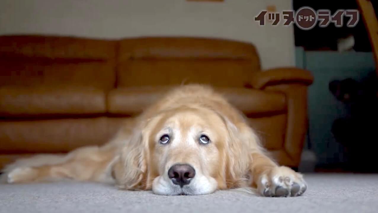 ゴールデンレトリーバー,動画