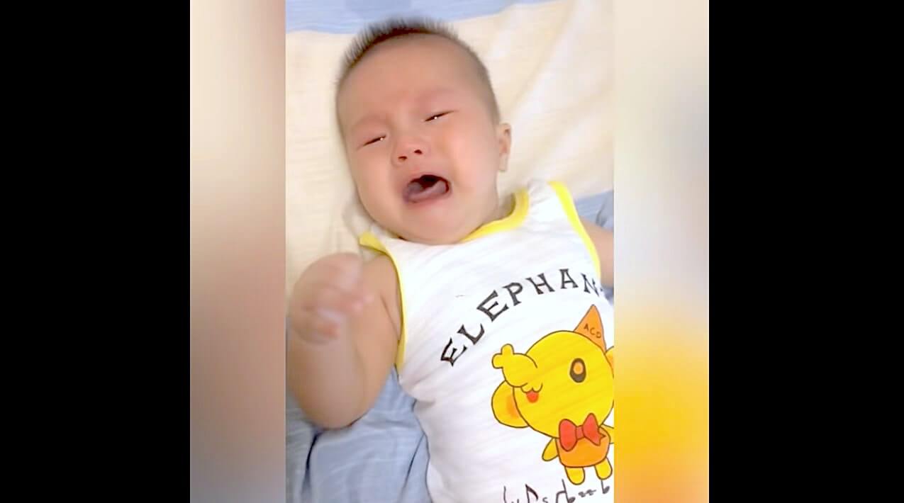 ラブラドールレトリーバー,動画