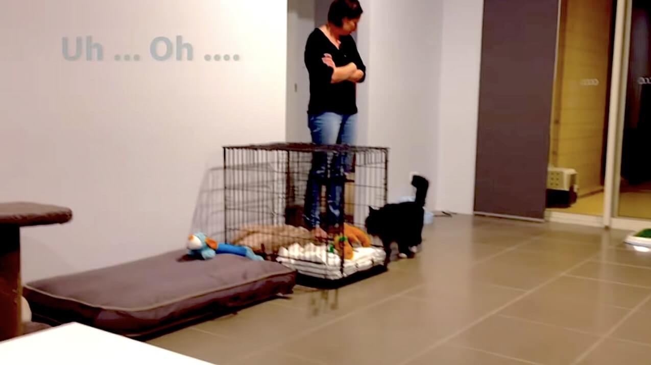 ラブラドールレトリーバー,動画