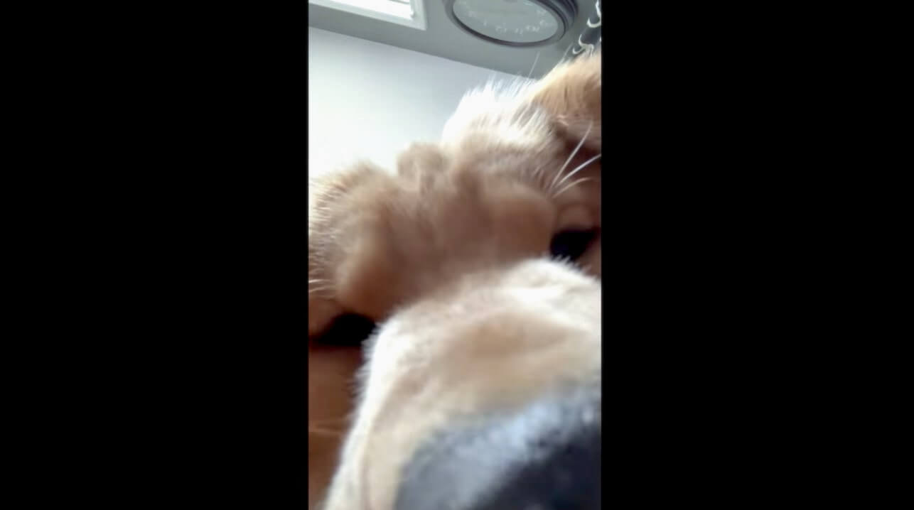 ゴールデンレトリーバー,動画