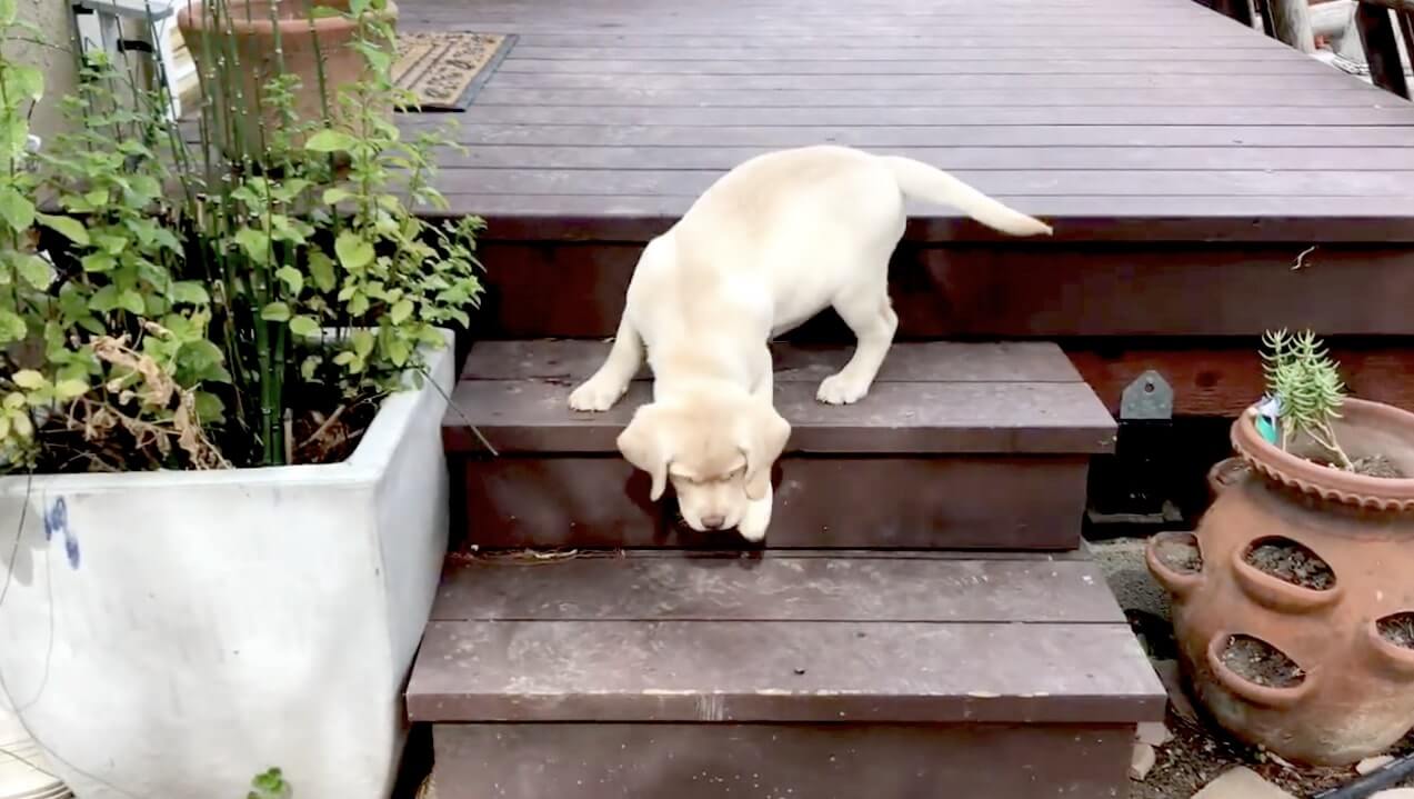 ラブラドールレトリーバー,動画