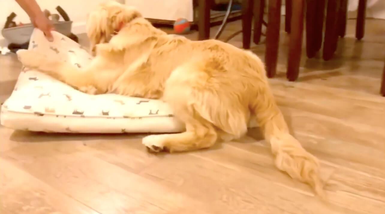 ゴールデンレトリーバー,動画