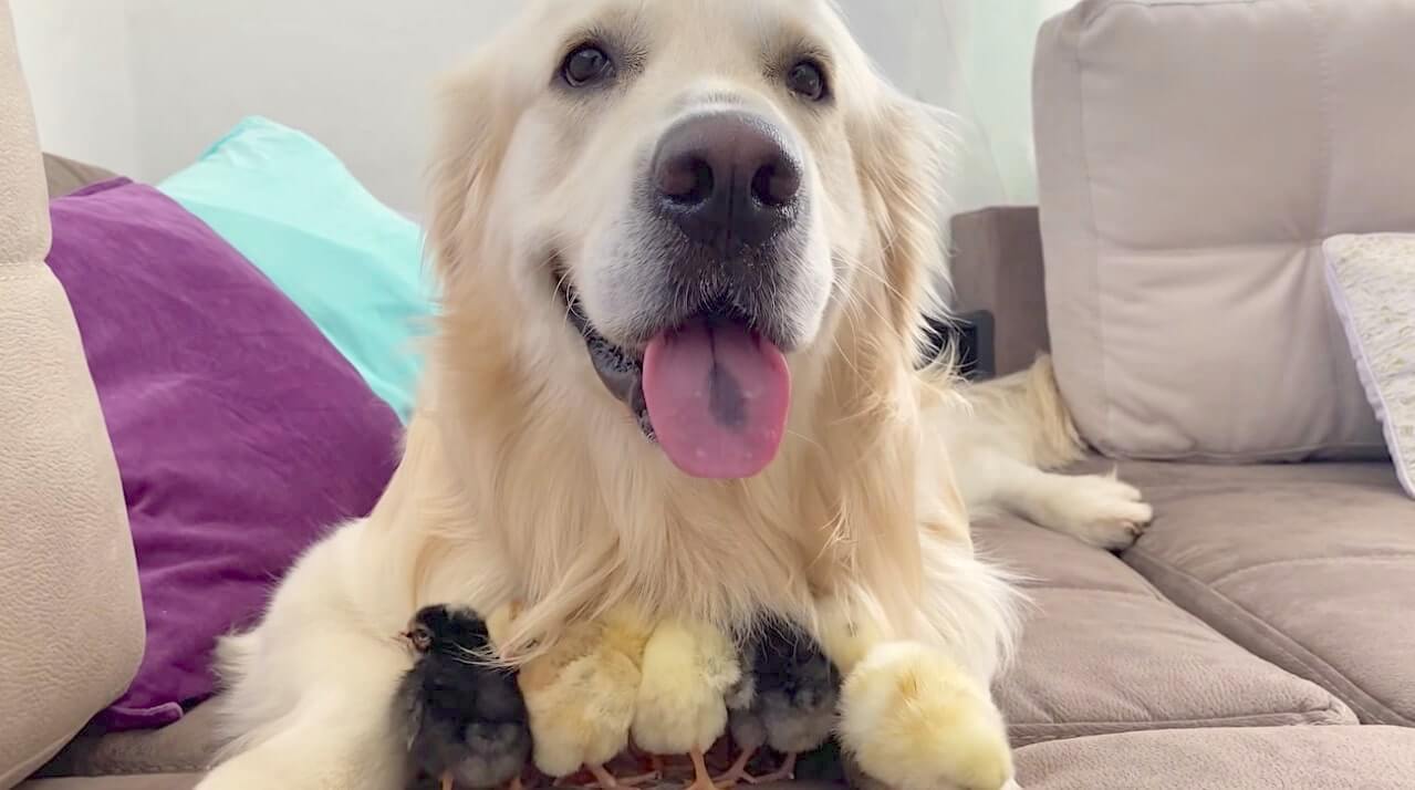 ゴールデンレトリーバー,動画