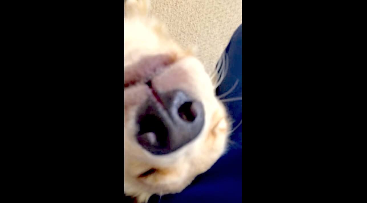 ゴールデンレトリーバー,動画