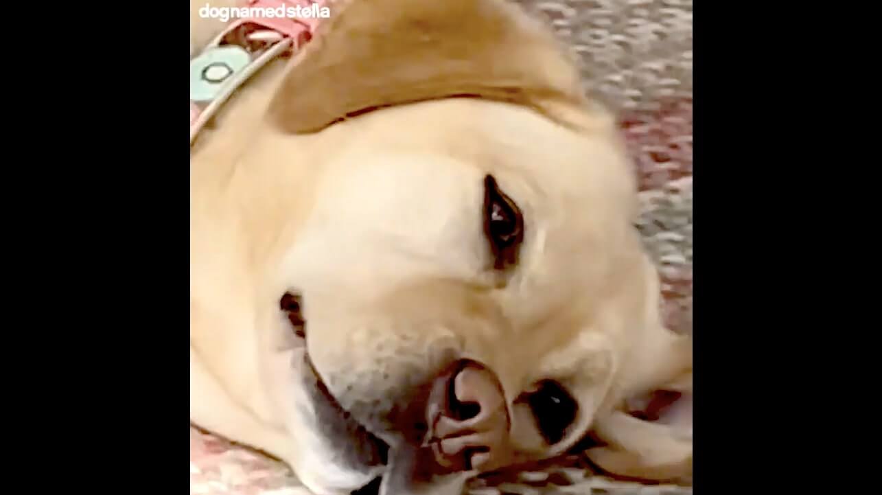 ラブラドールレトリーバー,動画