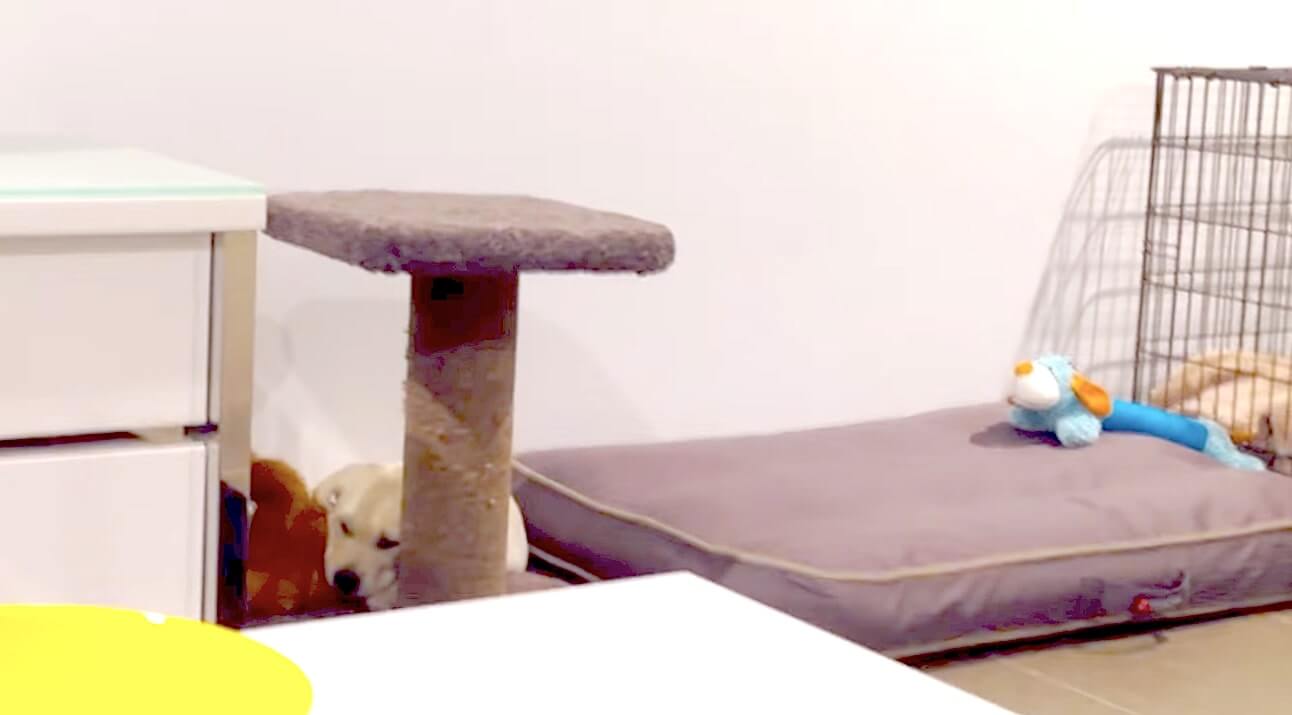 ラブラドールレトリーバー,動画