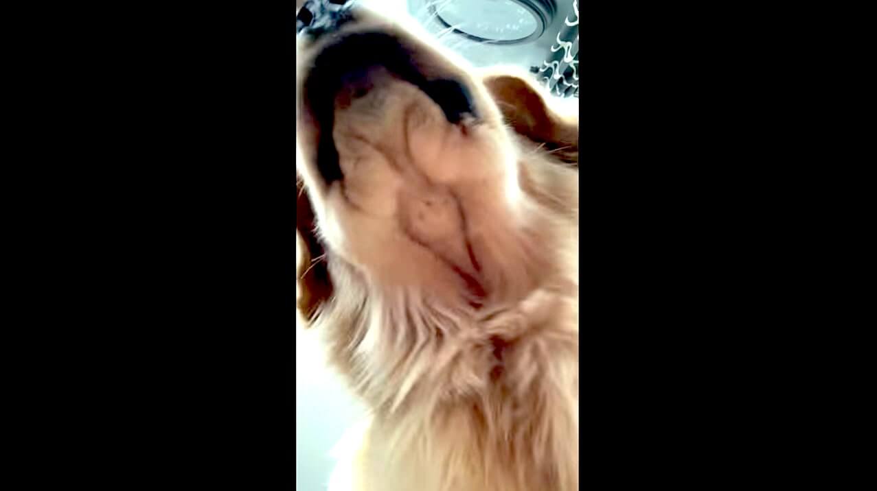 ゴールデンレトリーバー,動画