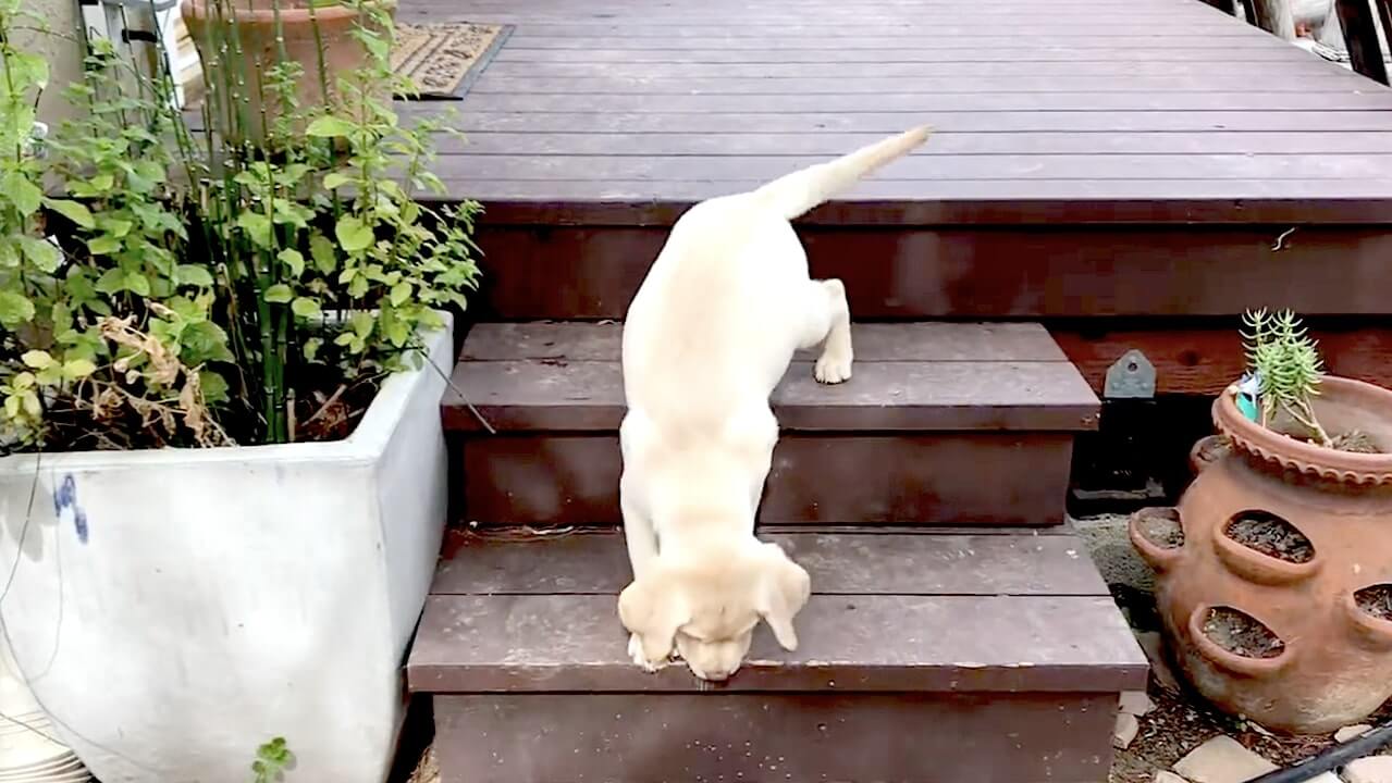 ラブラドールレトリーバー,動画