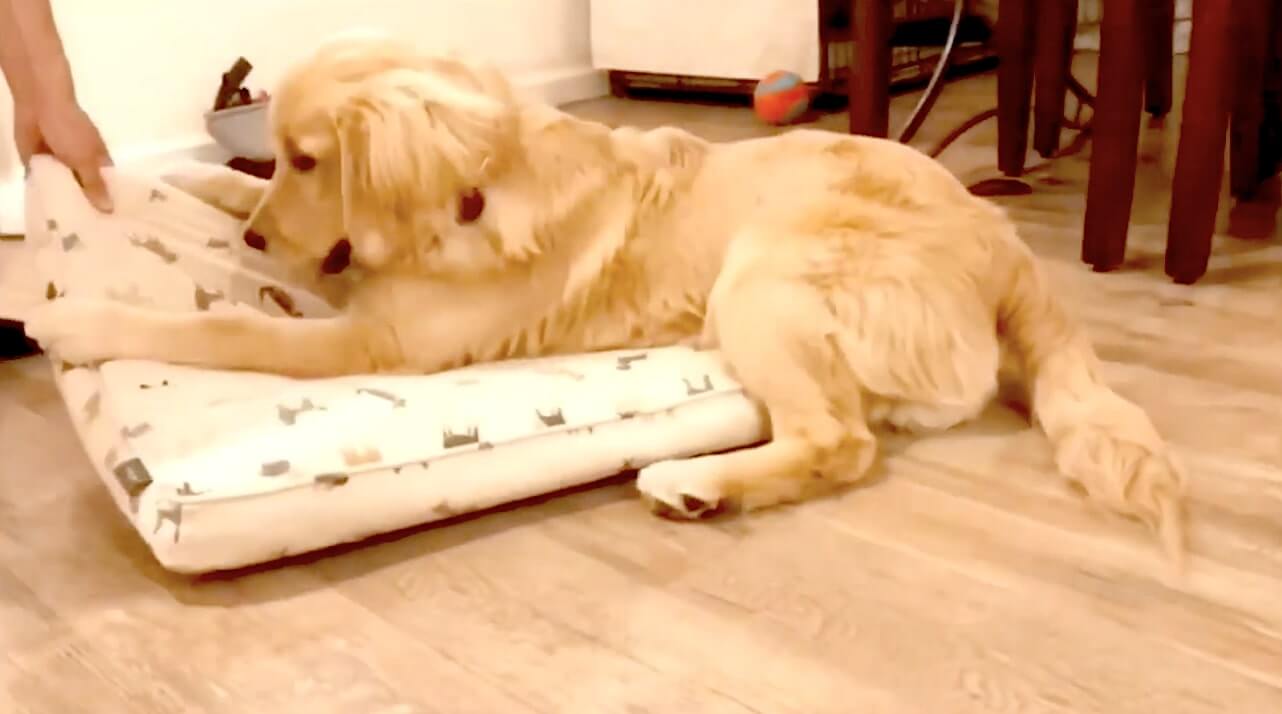 ゴールデンレトリーバー,動画