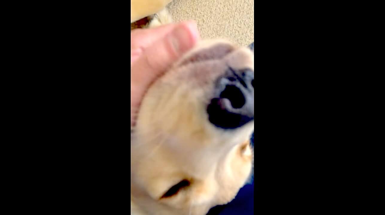 ゴールデンレトリーバー,動画