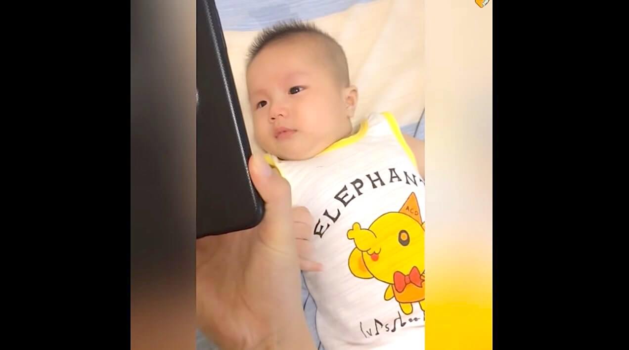 ラブラドールレトリーバー,動画