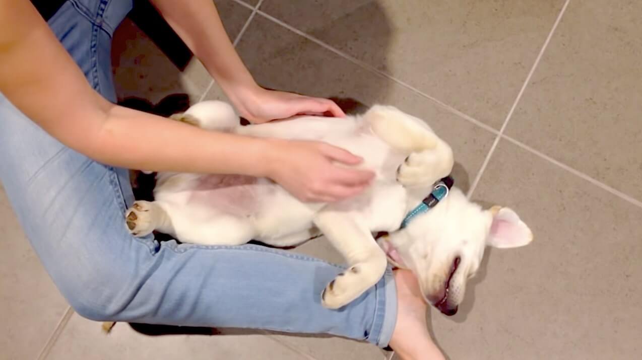 ラブラドールレトリーバー,動画