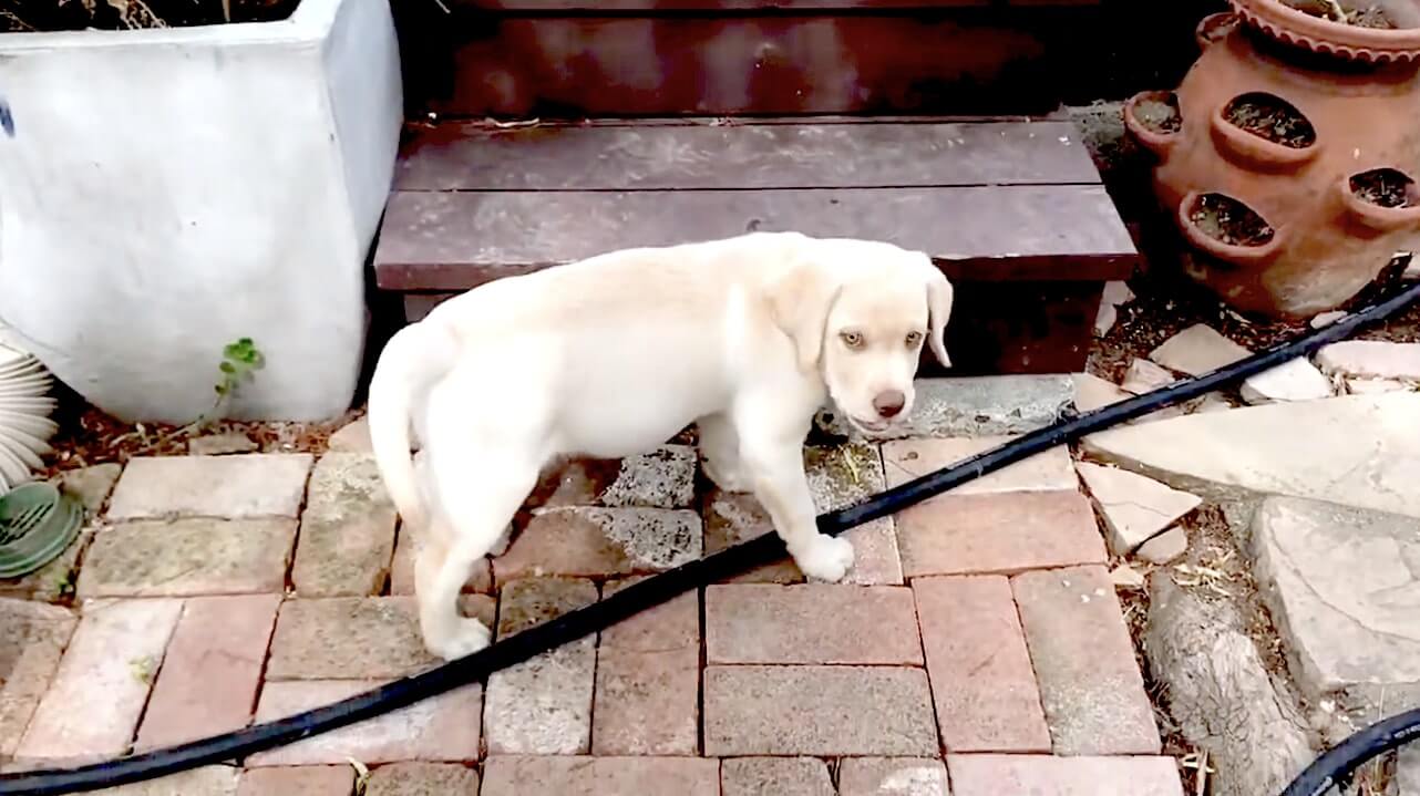 ラブラドールレトリーバー,動画