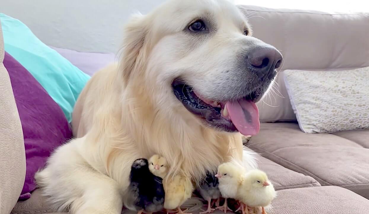 ゴールデンレトリーバー,動画