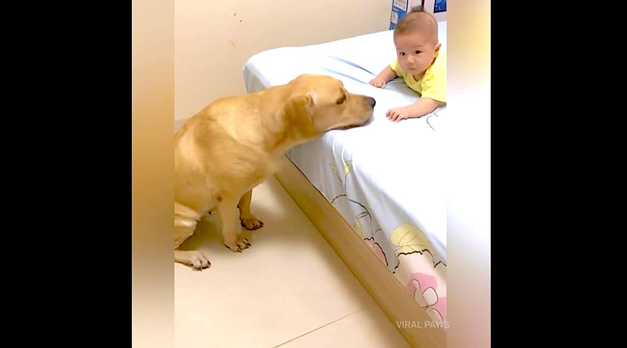 ラブラドールレトリーバー,動画